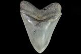 Serrated, Fossil Megalodon Tooth - Georgia #82683-2